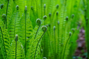 View of a green fern unfurling
