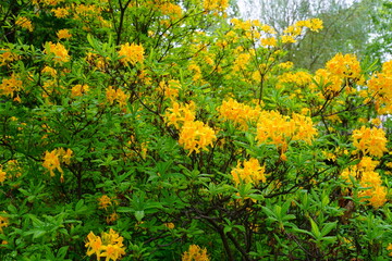 Golden yellow deciduous azalea flowers