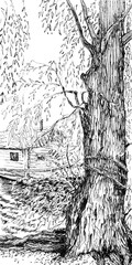 Old willow with bizarre roots on the shore of the lake. A rope on a trunk, a bathhouse on a pontoon.
