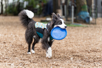 ボーダーコリー 牧羊犬 白い　黒い 犬