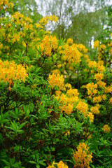 Golden yellow deciduous azalea flowers