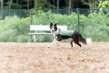 ボーダーコリー 牧羊犬 白い　黒い 犬