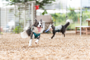 ボーダーコリー 牧羊犬 白い　黒い 犬