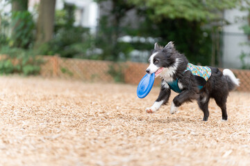 ボーダーコリー 牧羊犬 白い　黒い 犬