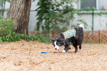 ボーダーコリー 牧羊犬 白い　黒い 犬