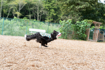 ボーダーコリー 牧羊犬 白い　黒い 犬