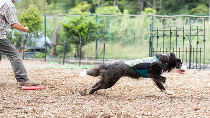 ボーダーコリー 牧羊犬 白い　黒い 犬