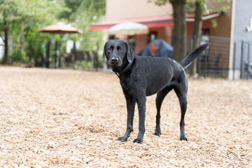 ラブラドール 黒い 大型犬 犬 濡れている かわいい
