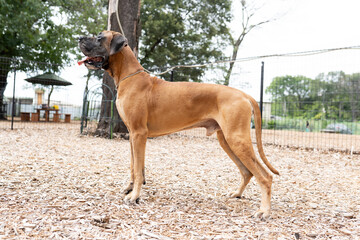 グレートデン 超大型犬 ショードッグ かっこいい 大きい