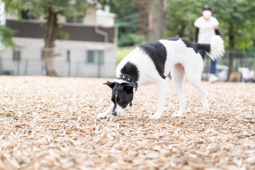 犬 ウィペット ラブラドール 白い　黒い