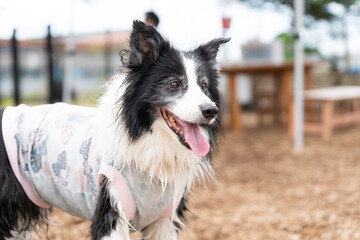 ボーダーコリー 牧羊犬 白い　黒い 犬