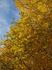 yellow leaves on trees in autumn