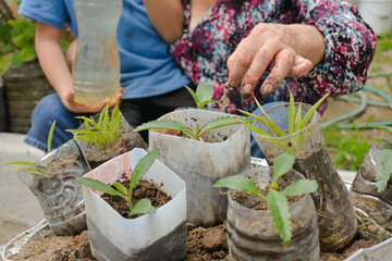 detail of plants in recycled plastic bottles from home