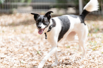 犬 ウィペット ラブラドール 白い　黒い