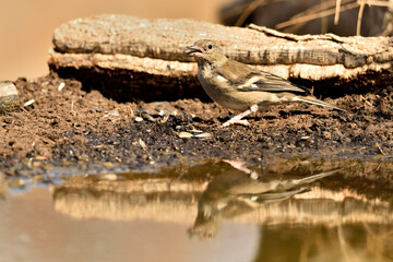 pinzon comun (Fringilla coelebs) comiendo semillas de girasol