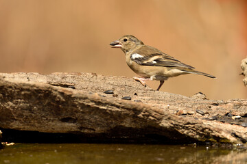 pinzon comun (Fringilla coelebs) comiendo semillas de girasol