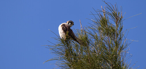 Photograph of a American kestrel.	