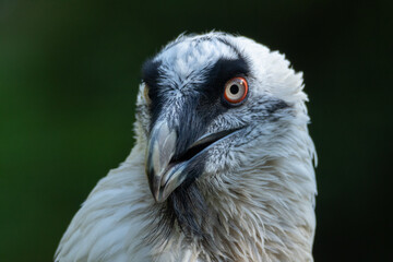 portrait of a vulture