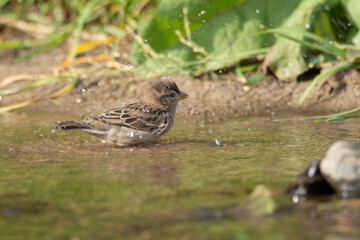 sparrow in the water