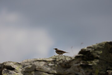 Juvenile northern wheatear on a rock in the alps