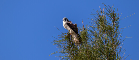 Photograph of a American kestrel. 