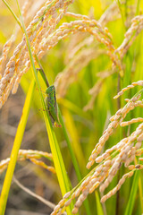 実りの秋　稲穂とイナゴ