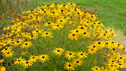 Arbusto de flores amarillas