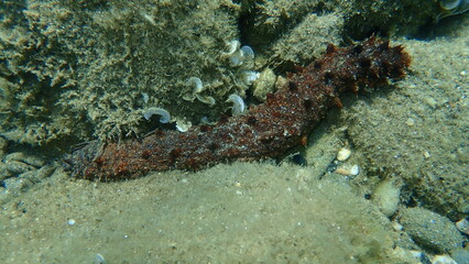 Sea cucumber cotton-spinner or tubular sea cucumber (Holothuria tubulosa) on sea bottom, Aegean Sea, Greece, Halkidiki