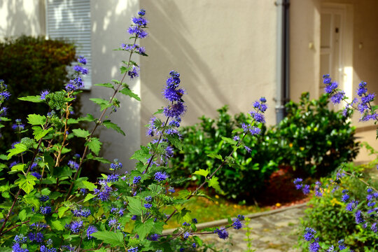 purple Kew Blue flower in the autumn. Caryopteris clandonensis. closeup view. soft blurred stucco facade background.. nature and gardening. bright light. fall scene. selective focus