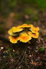 Jolis champignons jaunes en forêt en automne dans les Vosges en France