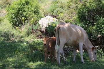 cow and calf © Vincent