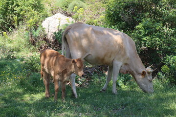 cow and calf