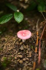 Petit champignon rouge clair dans la terre en forêt trouvé au sol