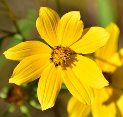 yellow flower in the garden