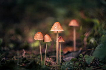 mushroom in the rain