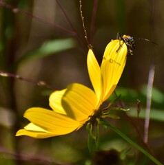 yellow flower in the garden