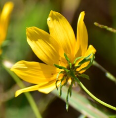 yellow flower in the garden