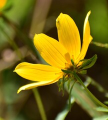 yellow flower in the garden