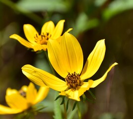 yellow flower in the garden