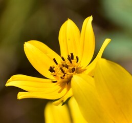 yellow flower in the garden