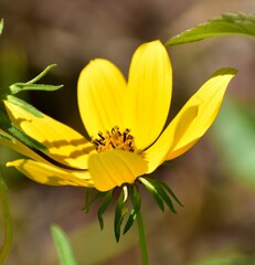yellow flower in the garden