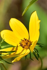 yellow flower in the garden