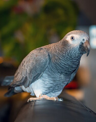 african grey parrot 