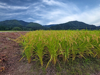 稲穂・秋田の田園