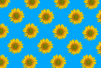 Sunflower on the blue background. Pattern. Flat lay.