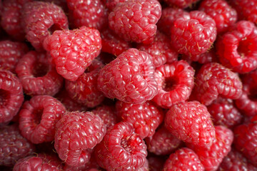 Red raspberries background. Concept of healthy eating.  Selective focus, macro photography.     