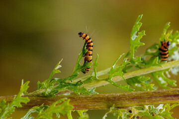 caterpillar on leaf