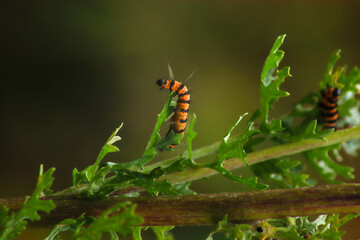 caterpillar on leaf