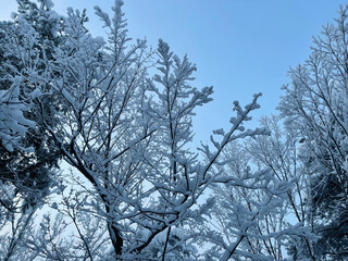 木々に雪が積もる・東北