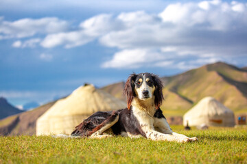 A hunting dog sits on the grass against the backdrop of a yurt camp in the mountains. Beautiful hunting dog Tazu is resting on the lawn. Happy pet on a walk.